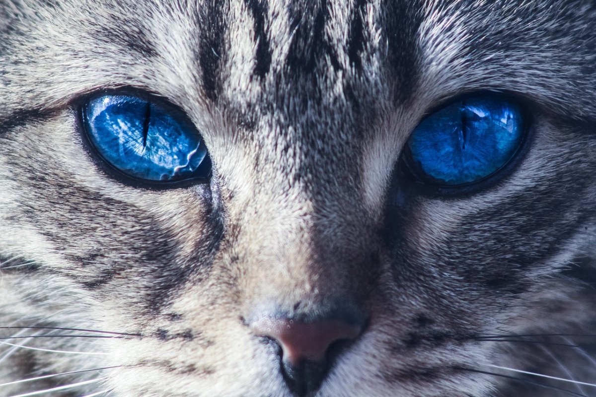 Самые красивые кошачьи глаза (68 фото)
