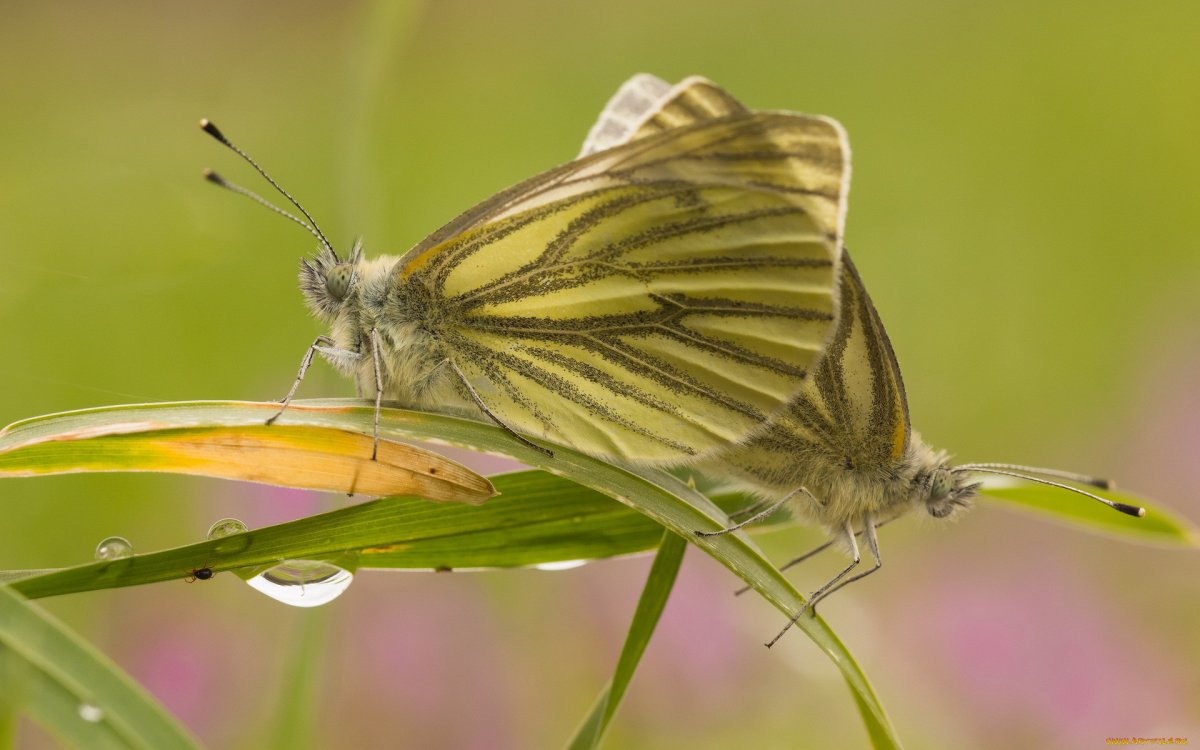 Оливковая ЭКОФОРА бабочка (51 фото)