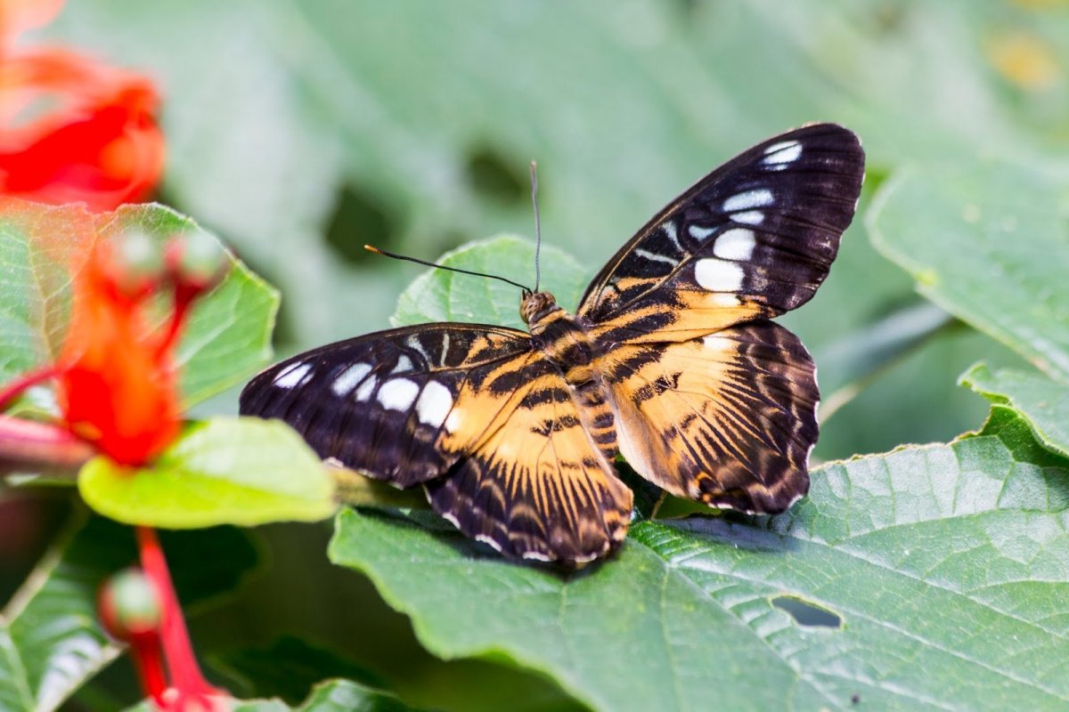 Бабочки Татарстана (65 фото)
