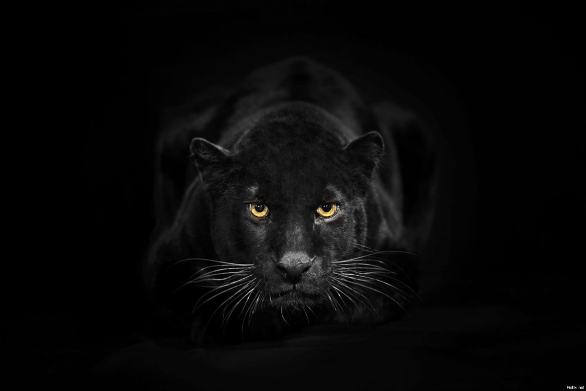 Черная пантера в темноте (74 фото)