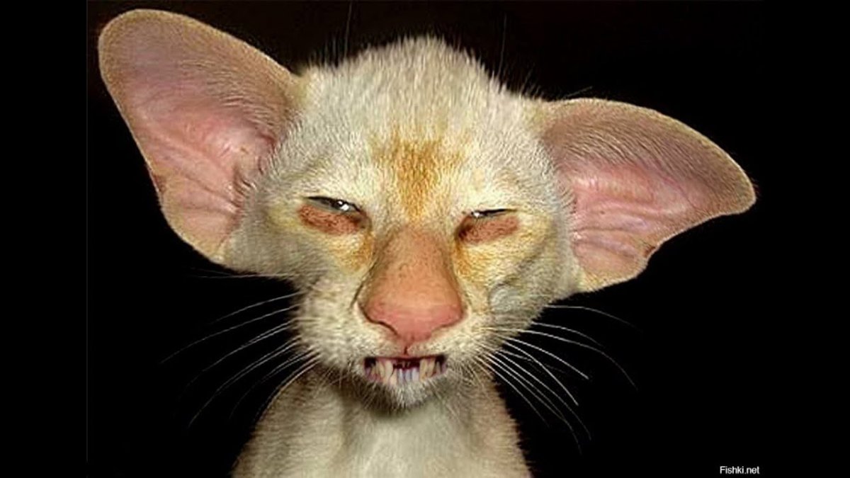 Страшные кошки с большими ушами (73 фото)