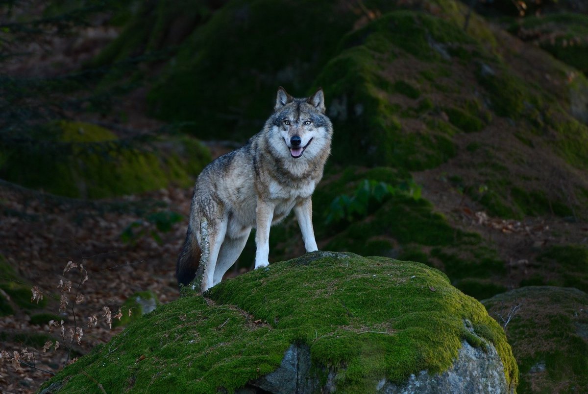 Самый большой серый волк в мире (69 фото)