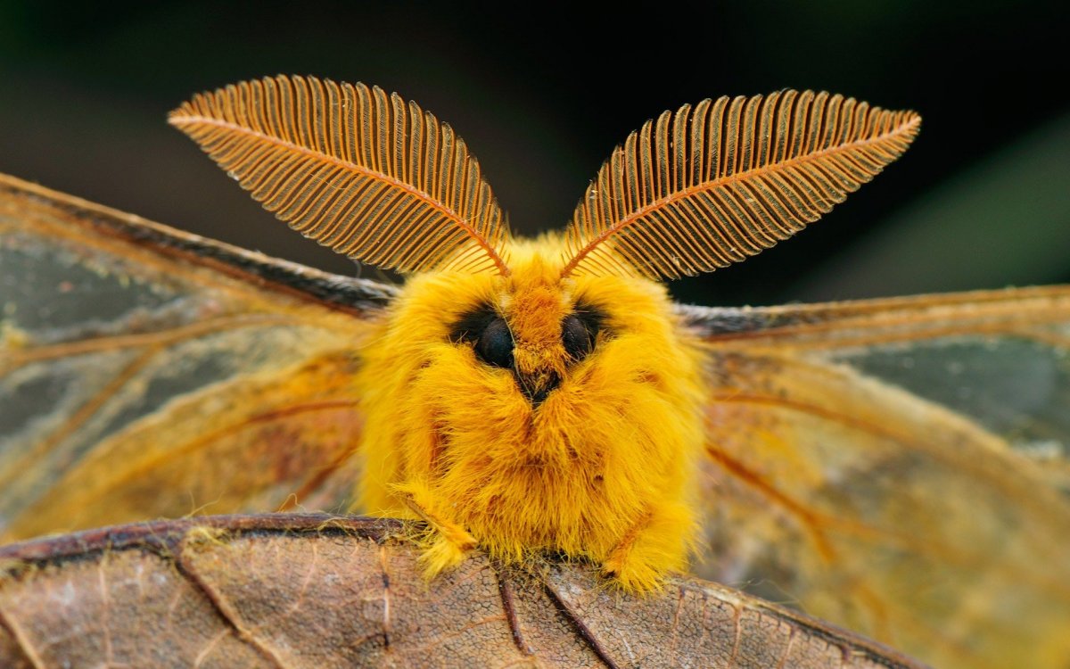 Большая мохнатая бабочка (60 фото)