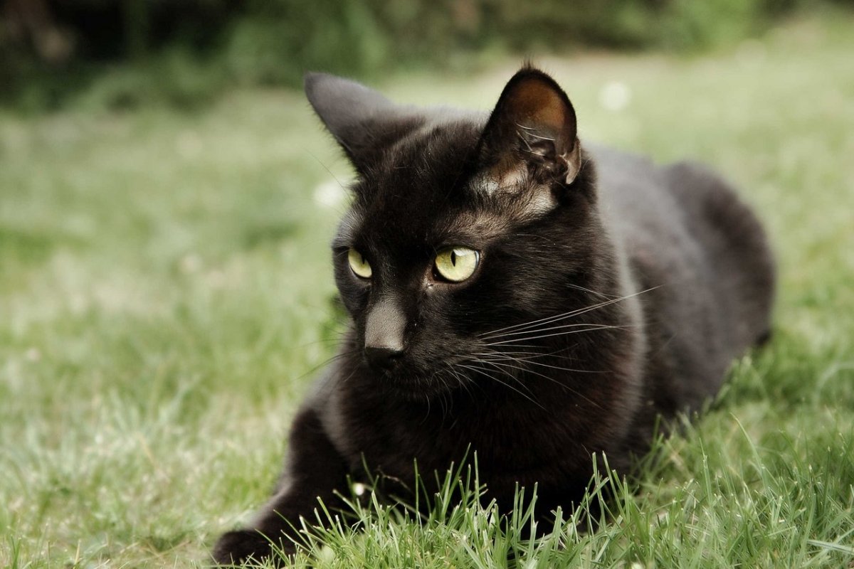 Черная дворовая кошка (54 фото)