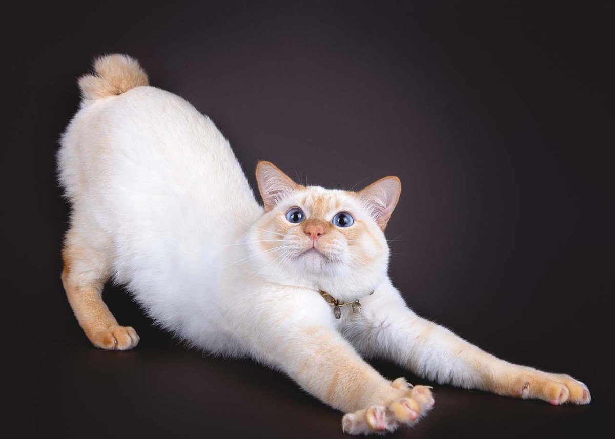 Порода Тайсон кошек (65 фото)