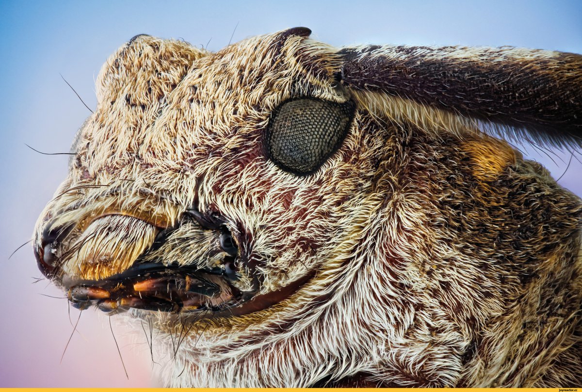 Морды насекомых под микроскопом (71 фото)
