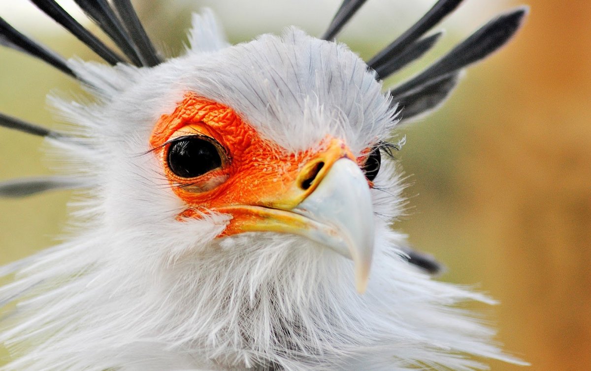 Белая птица с красными бровями (65 фото)