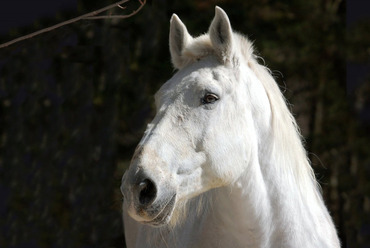 Голова белой лошади (56 фото)