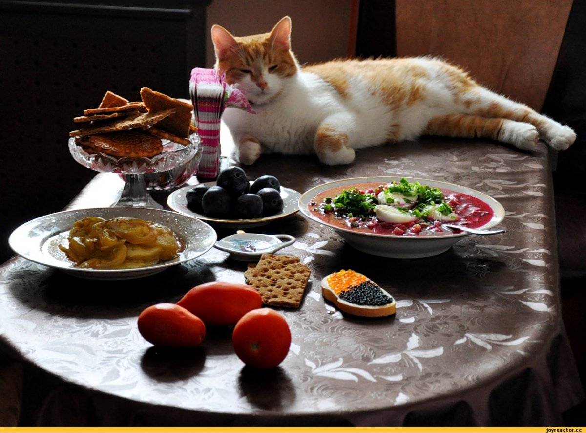 Коты и еда (75 фото)
