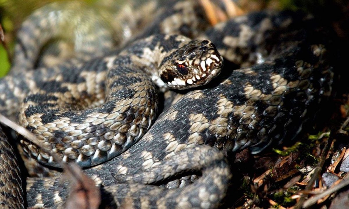 Ядовитые змеи Забайкальского края (74 фото)
