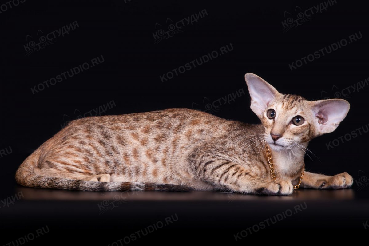 Ориентальная кошка пятнистая (76 фото)
