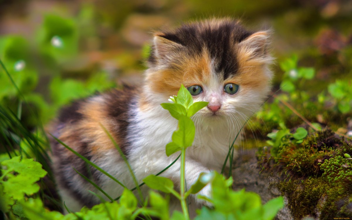 Трехцветный пушистый котенок (74 фото)