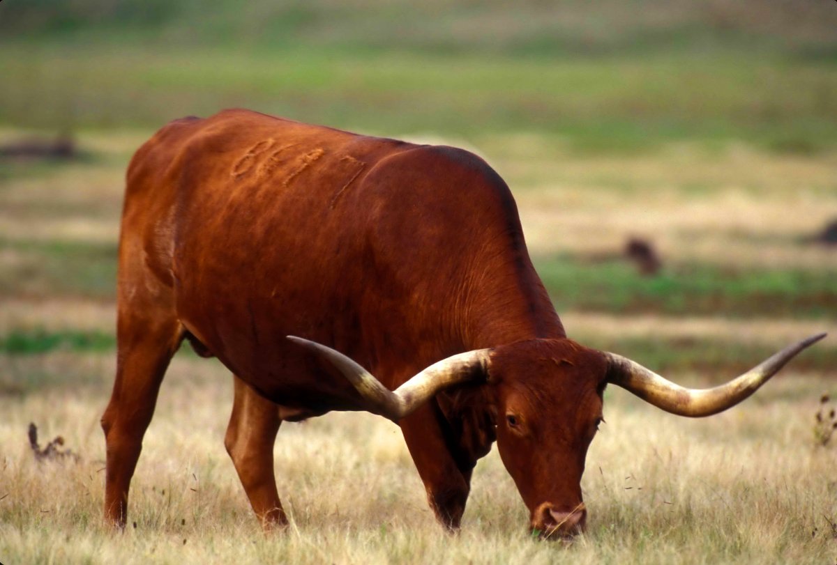 Аргентинский бык (57 фото)