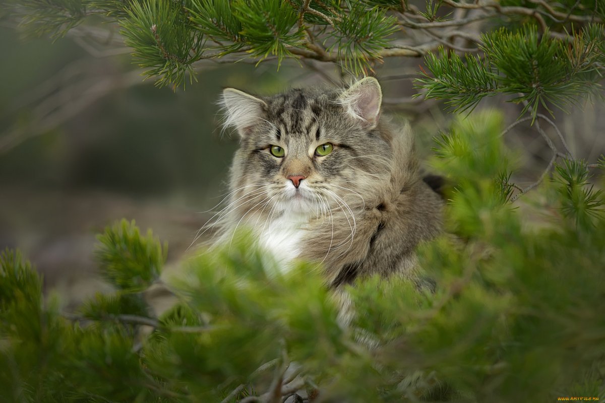 Дикая Норвежская кошка (64 фото)
