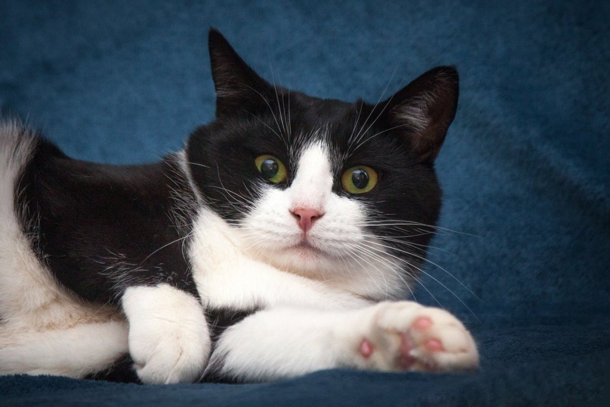 Метис кошка черно белая (60 фото)