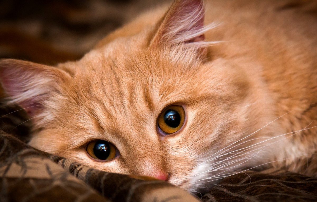 Котенок с карими глазами (57 фото)