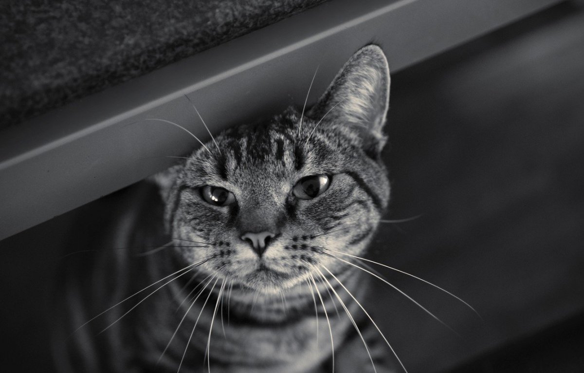 Дерзкий котик (67 фото)