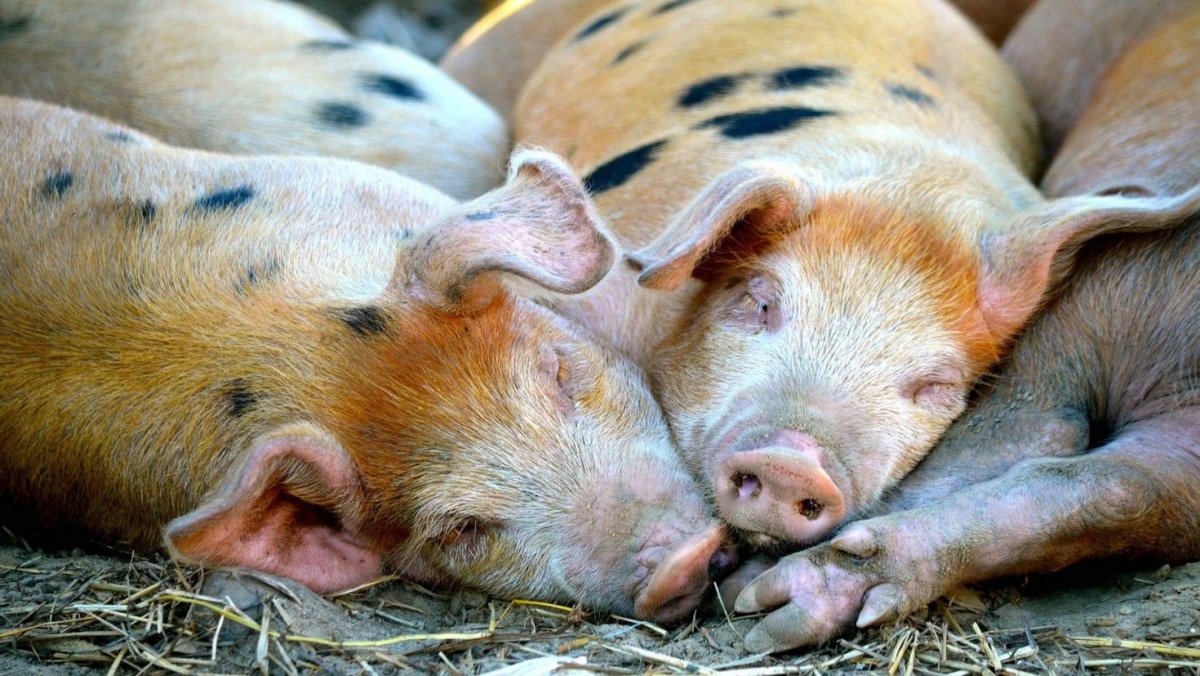 Спящие свиньи (50 фото)