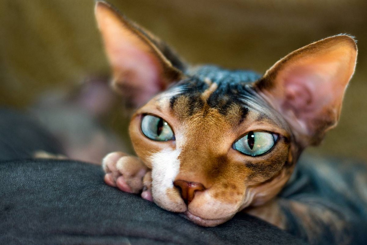 Сфинкс кошка трехцветная (69 фото)
