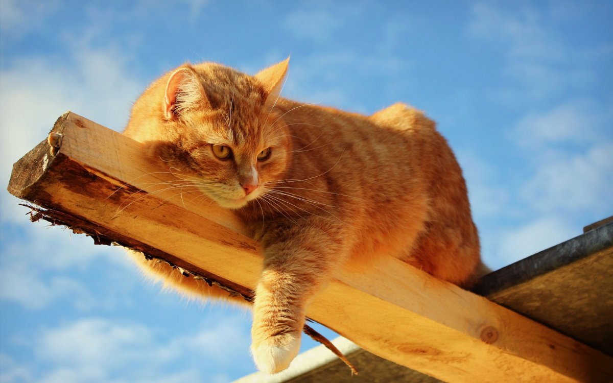 Рыжий кот на солнце (68 фото)