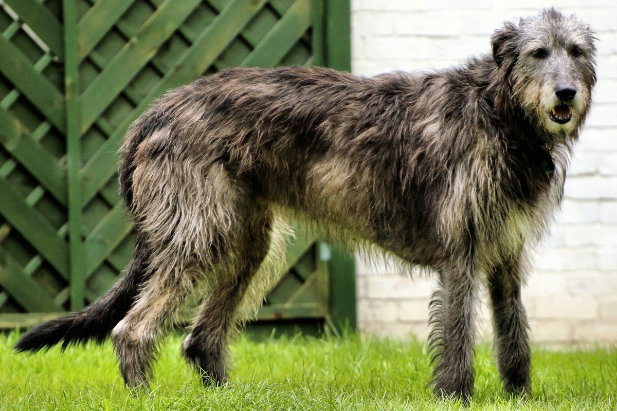 Собаки породы ирландский волкодав (77 фото)