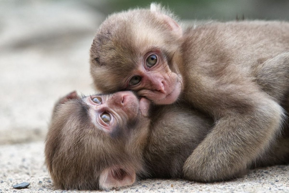 Две смешные обезьяны (73 фото)