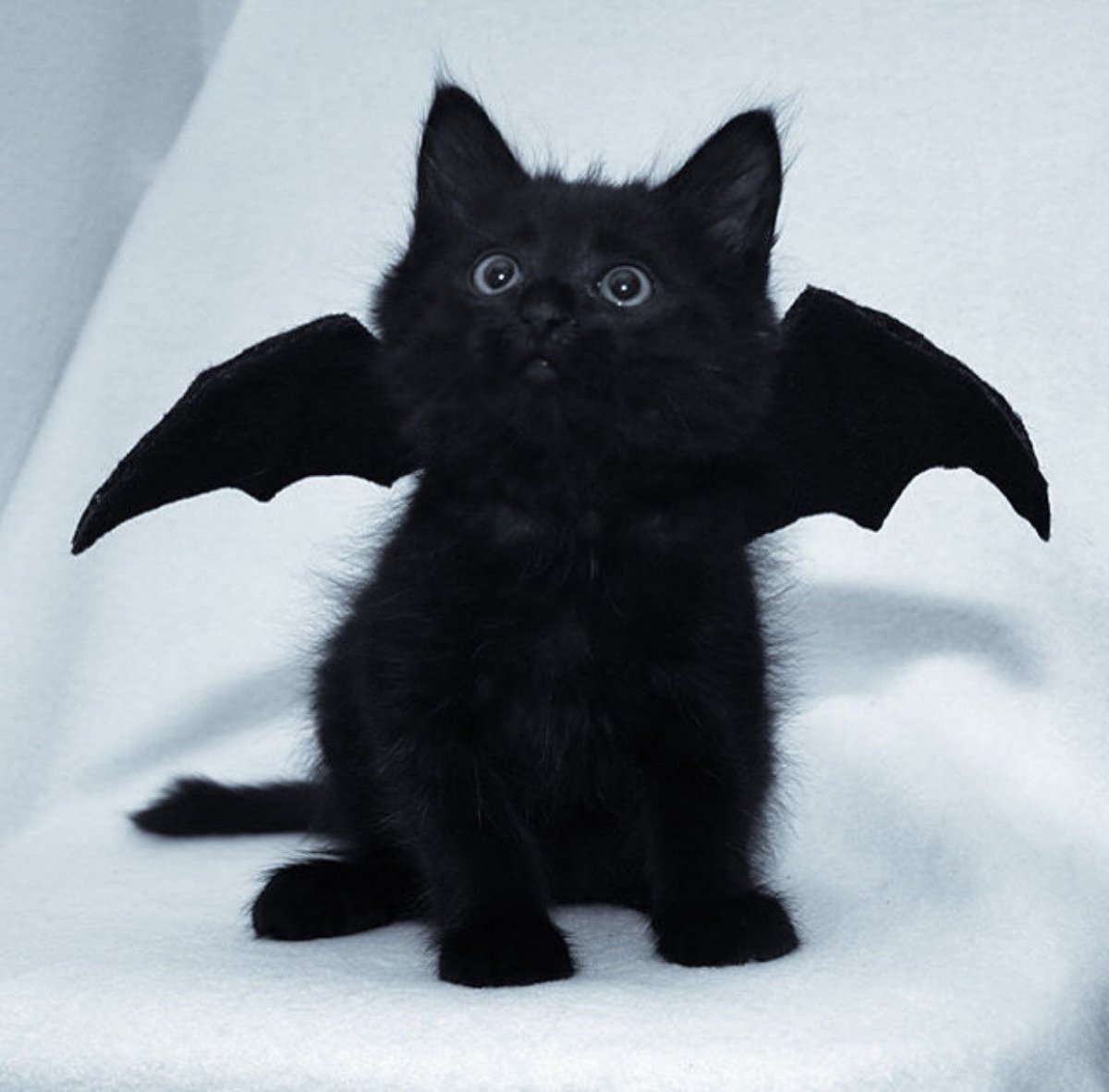 Прикольные чёрные коты (70 фото)