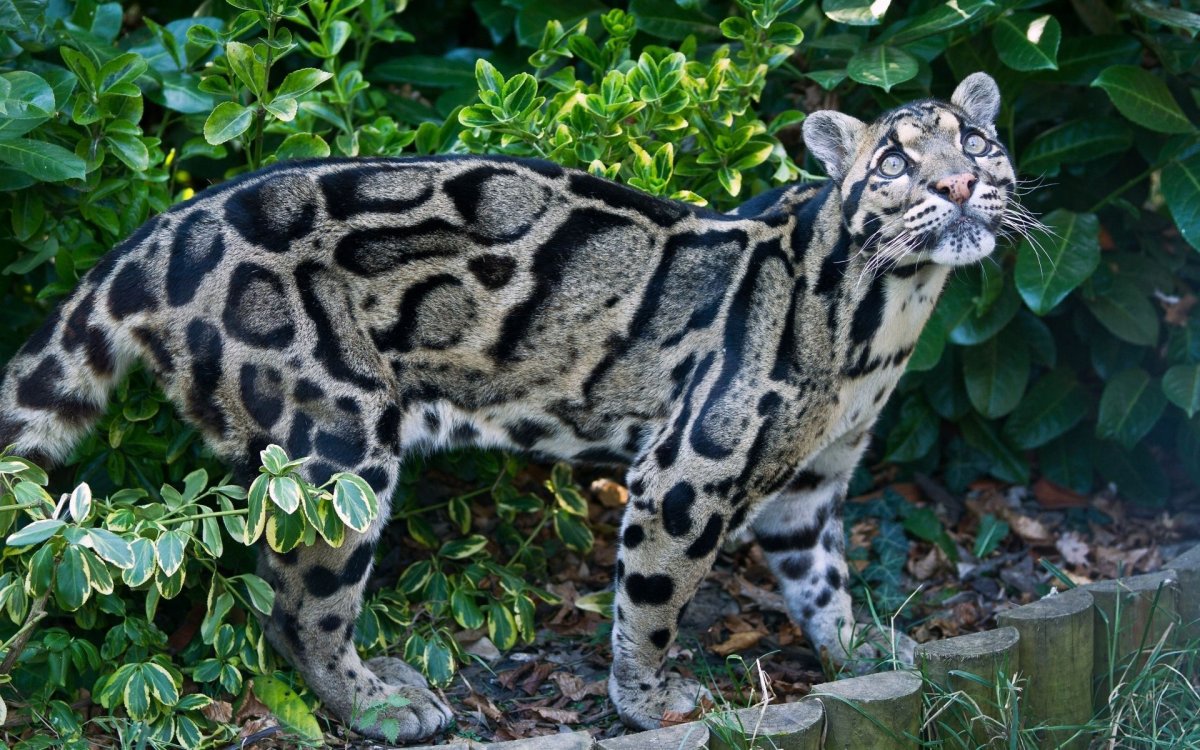 Тигровый бенгальский кот (69 фото)