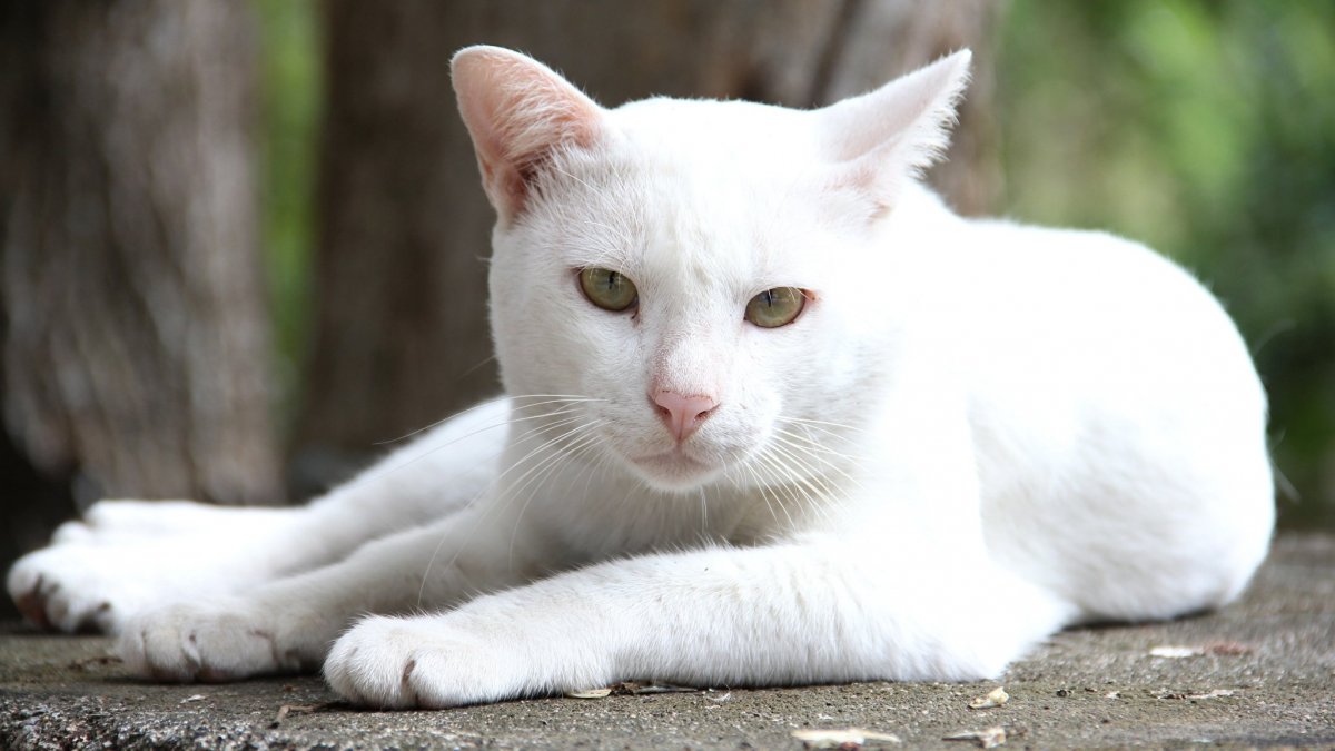 Чисто белые кошки порода (76 фото)