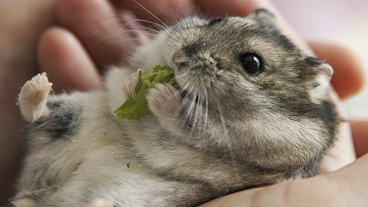 Hamster daily. Джунгарский хомячок. Джунгарский хомячок хомяки. Карликовый хомяк джунгарский. Милые хомячки джунгарики.