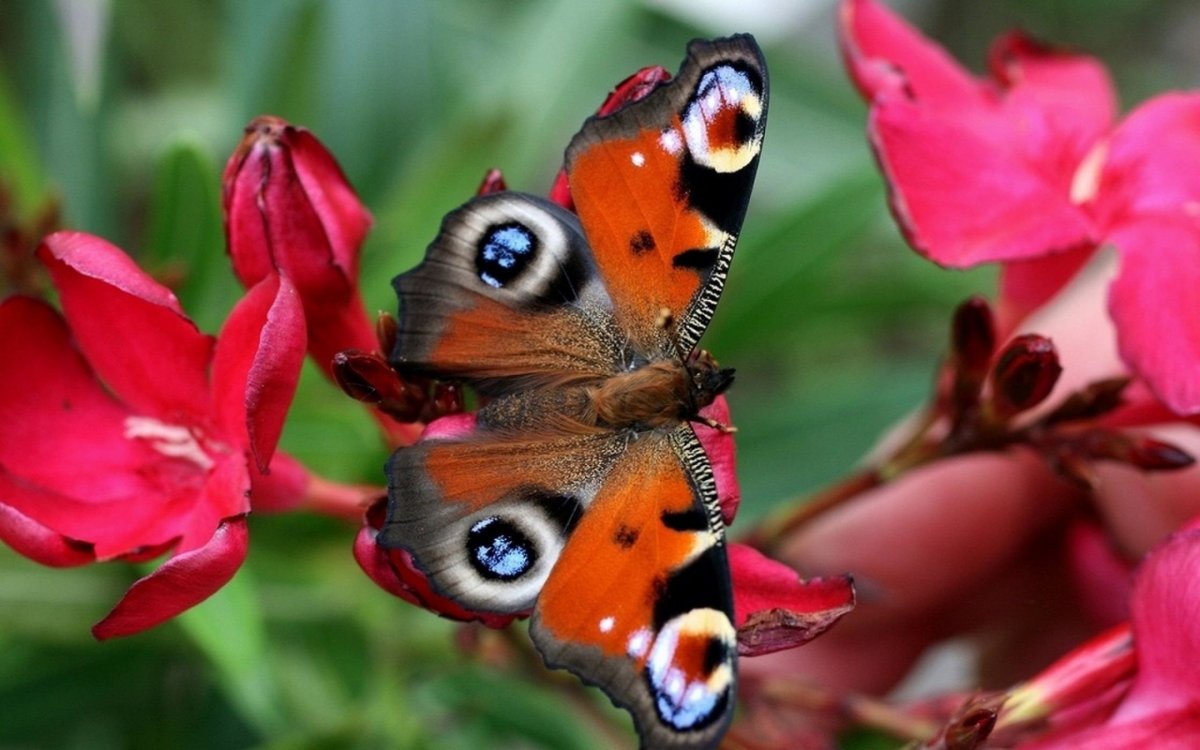 Бабочка в увеличенном виде (61 фото)