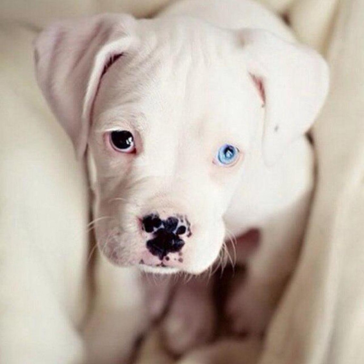 Голубой питбуль щенок (72 фото)