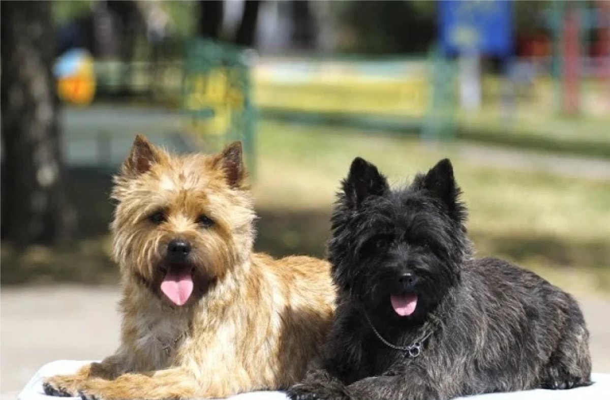 Cairn terrier Cairn terrier, Terrier, Cairn