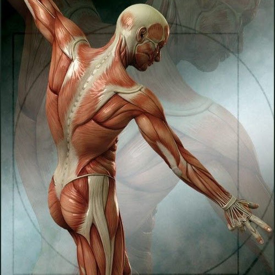 Мышцы человека арт (67 фото)