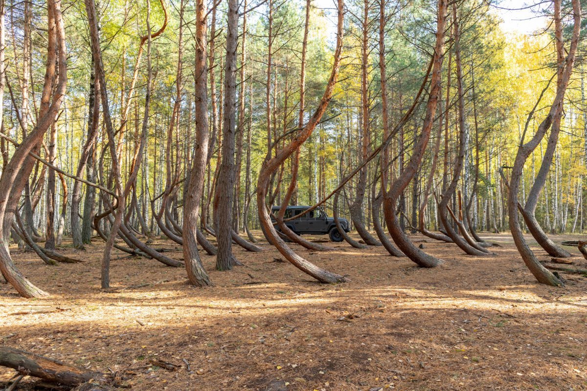 Пьяный лес в рязанской области (75 фото)