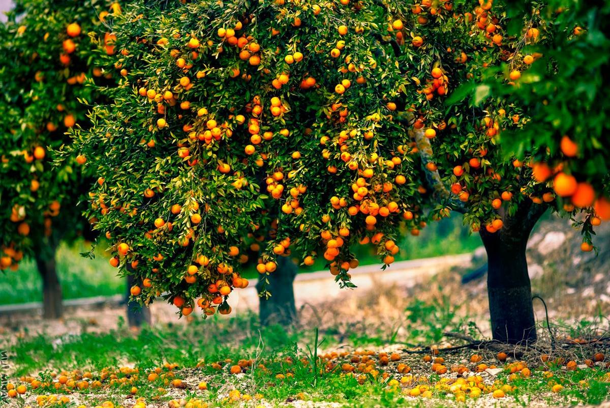 Апельсиновое дерево (55 фото)