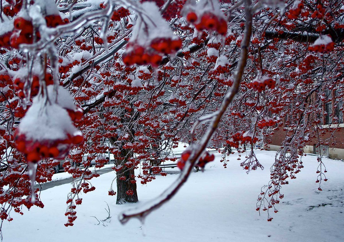 Зимняя вишня (52 фото)