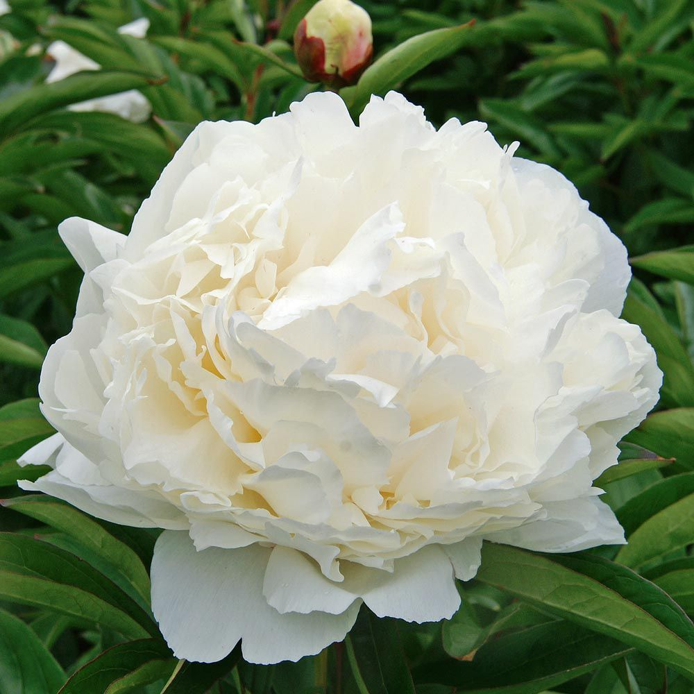 Пион молочноцветковый Уайт Дабл. Пион (Paeonia) Double White. Пион Боул оф Бьюти.