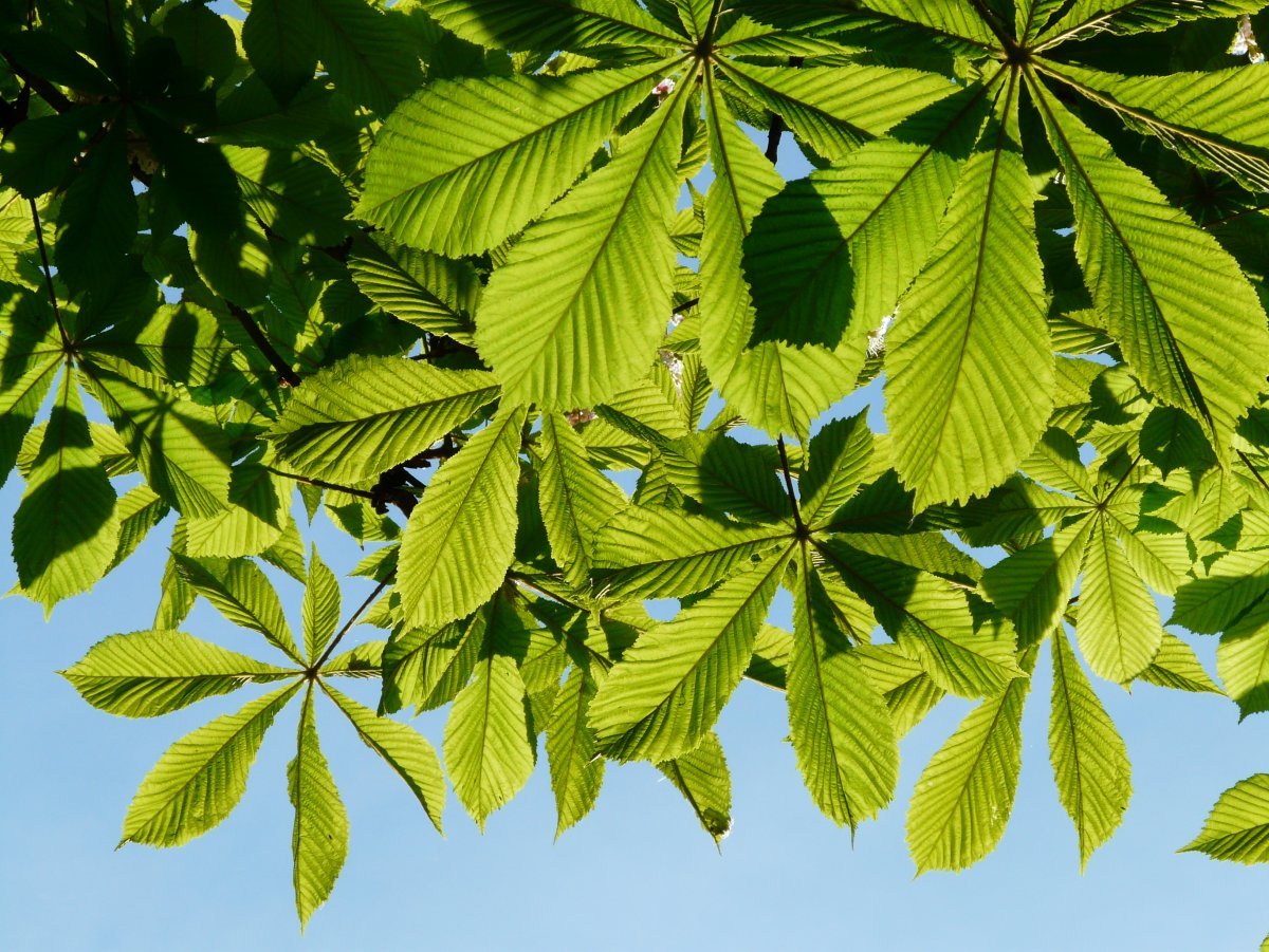 Premium Vector Autumn green chestnut leaf