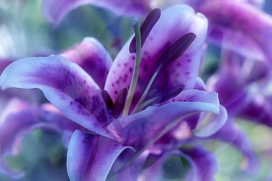 Фиолетовые лилии (71 фото)