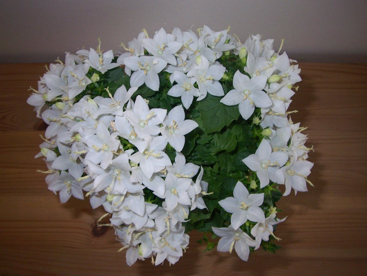 Белая невеста цветок (70 фото)