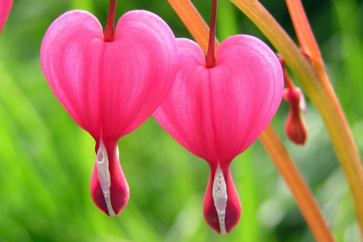 Цветок сердце матери (63 фото)