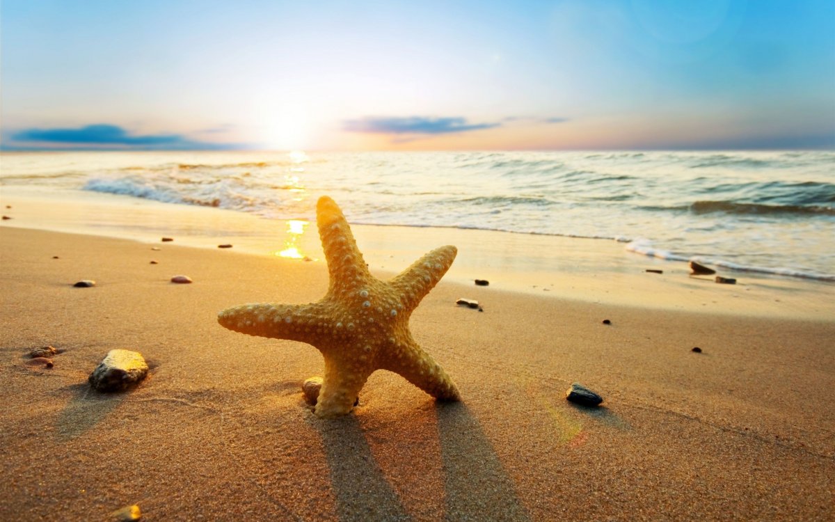 Звезды на пляже (66 фото)