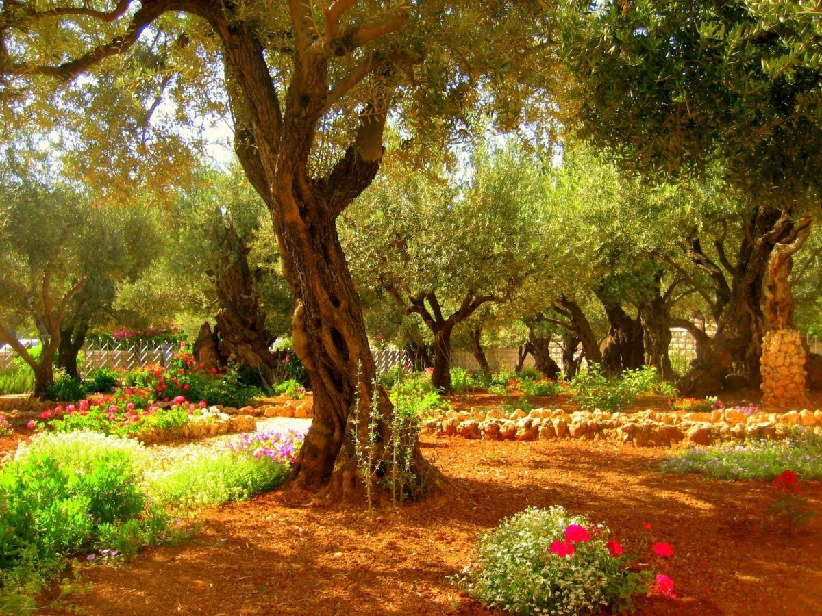 Гефсиманский сад в иерусалиме (66 фото)