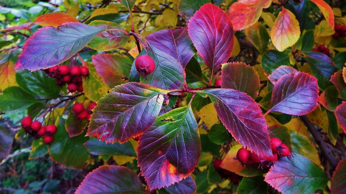Кустарник с красными листьями (29 фото)