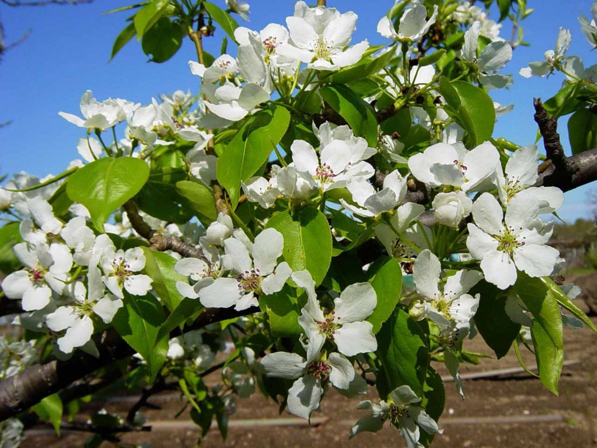 Яблоня грушевая. Груша Уссурийская цветение. Груша Уссурийская Pyrus ussuriensis. Груша Уссурийская в цвету. Цветение груши в Уссурийске.