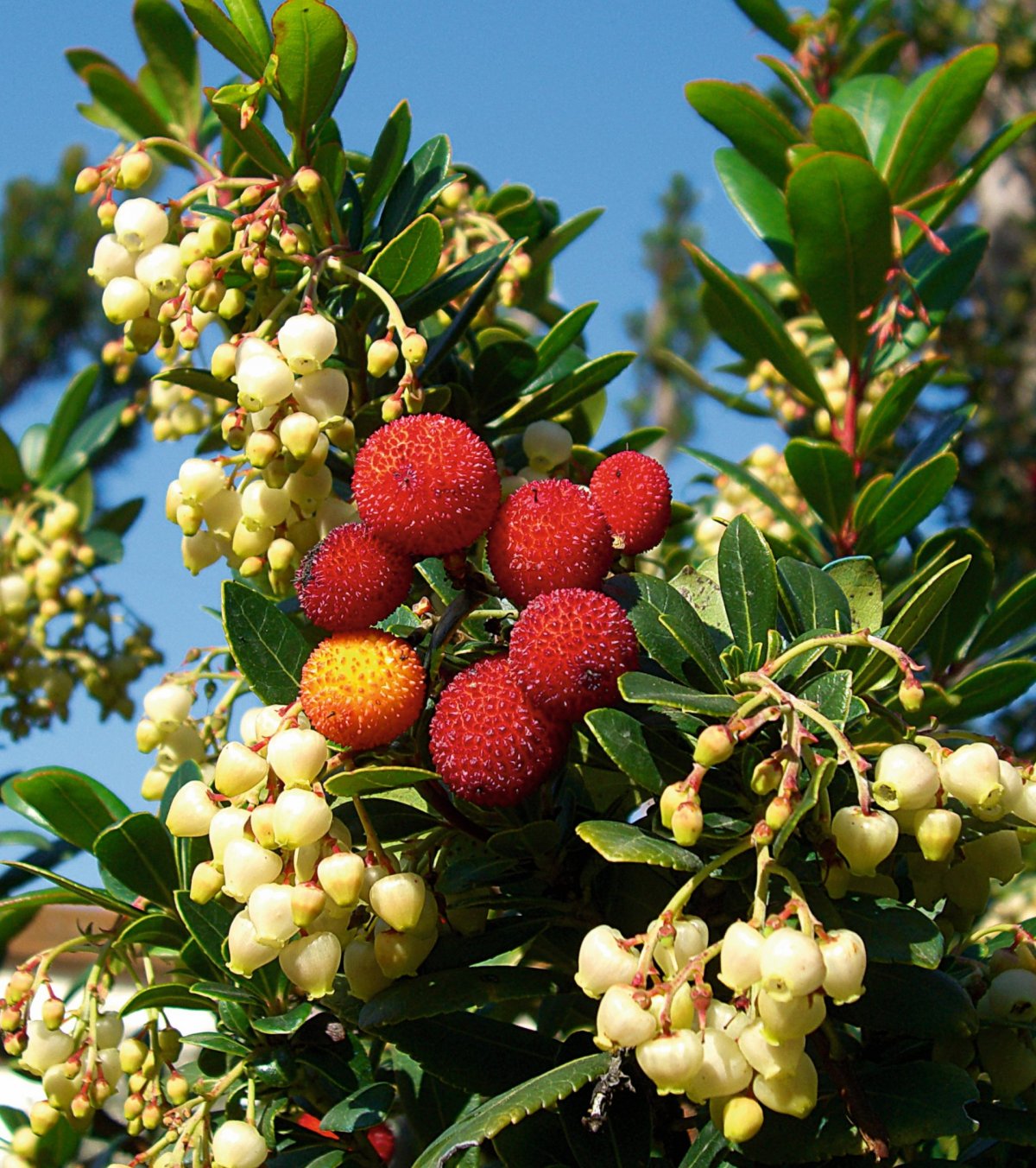 Strawberry Tree Съедобные растения, Идеи посадки растений, Растения