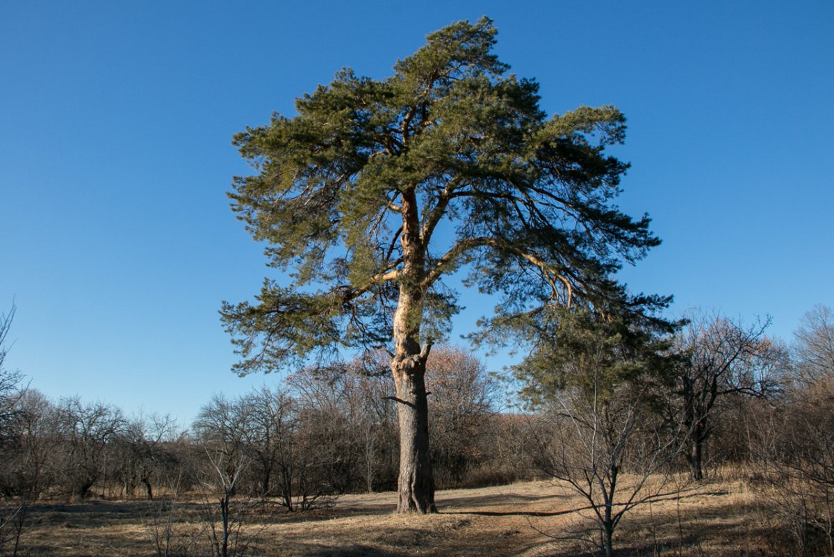 Деревья московской области (66 фото)