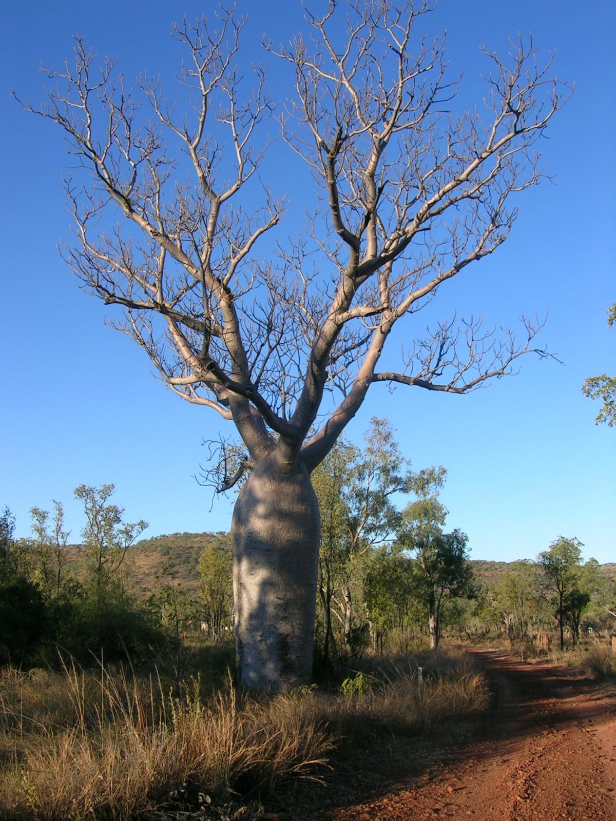 Деревья австралии (72 фото)