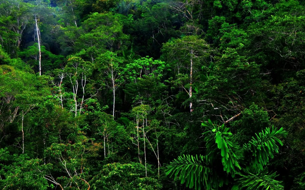 Влажные тропические леса (62 фото)
